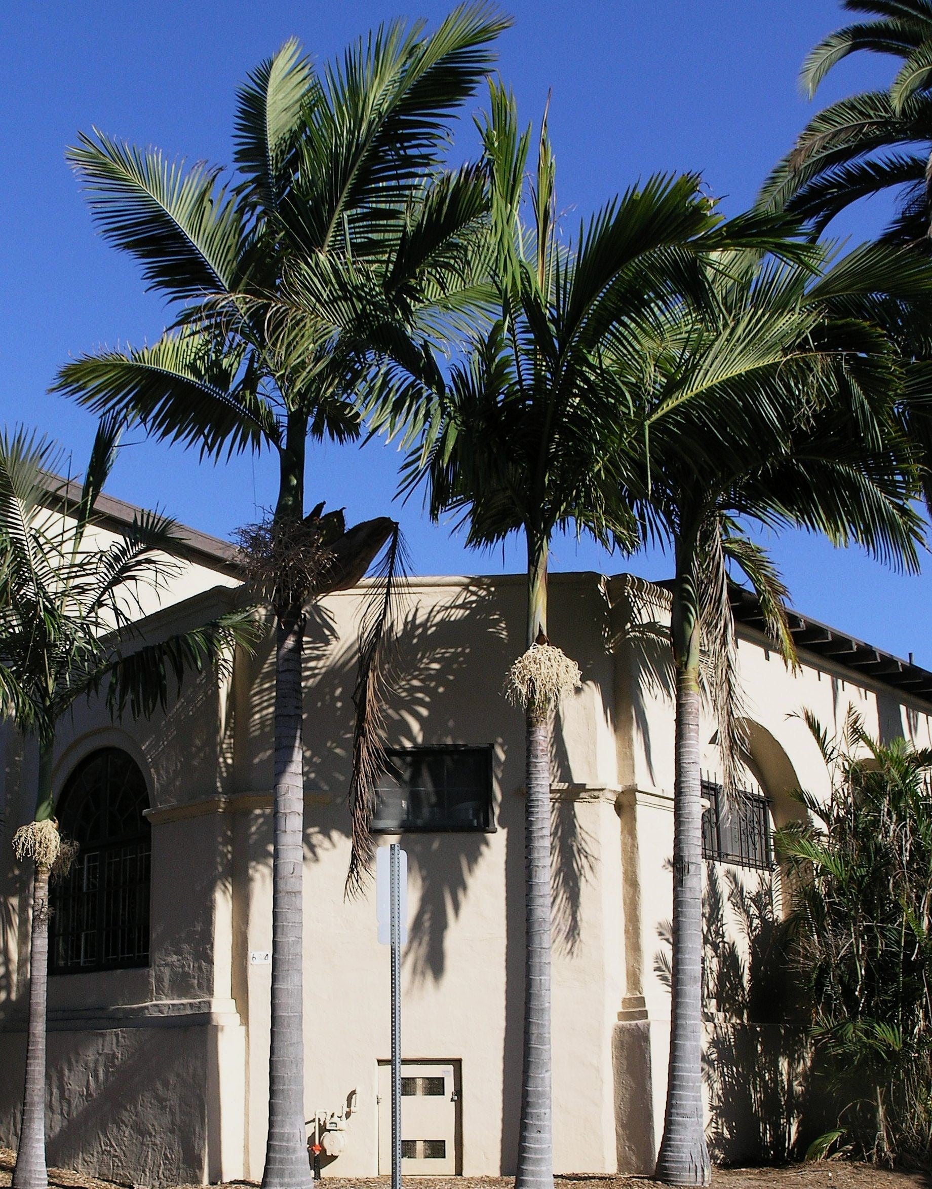 Bangalow Palm (Archontophoenix cunninghamiana)