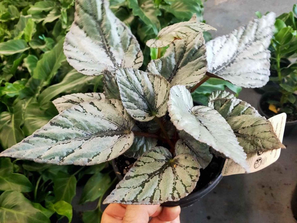 Arctic Breeze Begonia - Ladybird Nursery