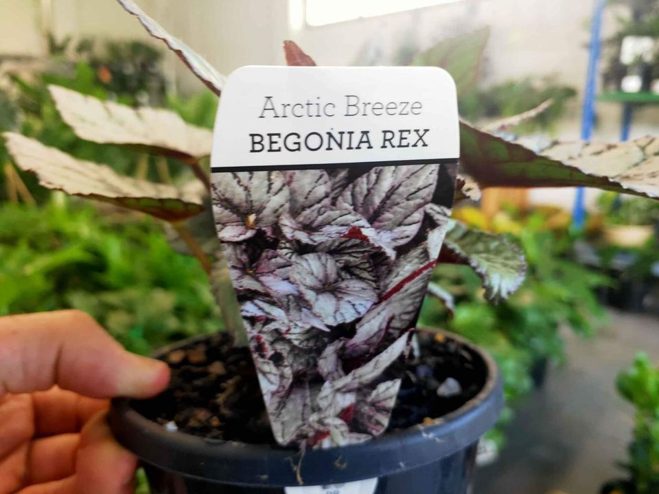 Arctic Breeze Begonia - Ladybird Nursery