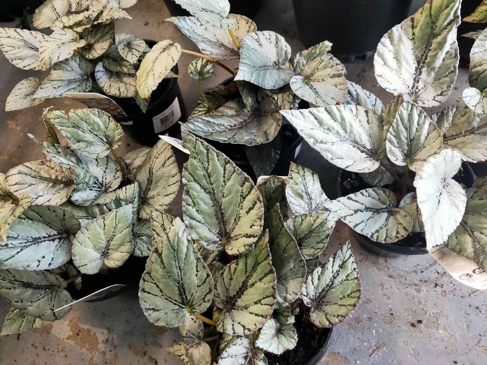 Arctic Breeze Begonia - Ladybird Nursery