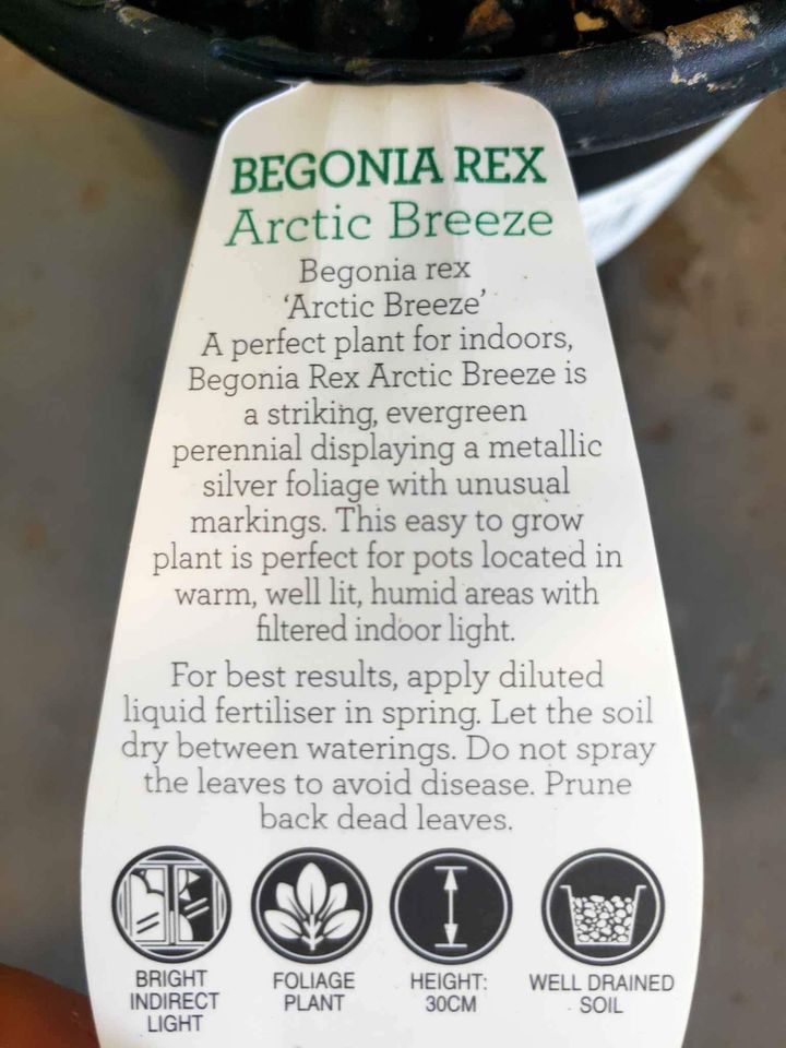 Arctic Breeze Begonia