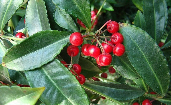 Coral Berry (Ardisia crenata)