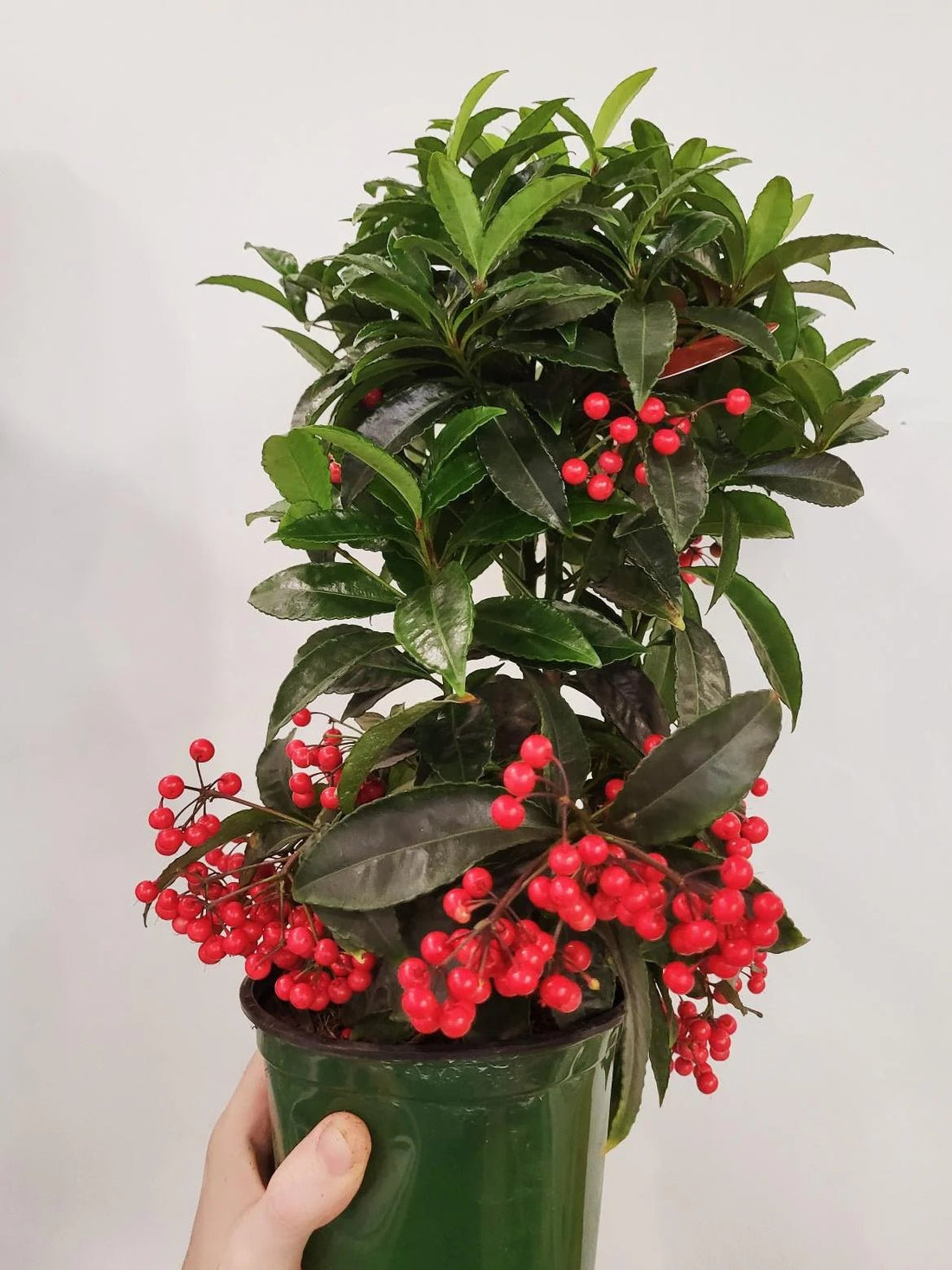 Coral Berry (Ardisia crenata) - Ladybird Nursery