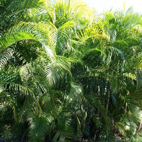 Areca Palm (Dypsis lutescens)