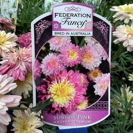 Argyranthemum 'Honey Bees Fancy Sunrise Pink' - Ladybird Nursery