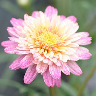 Argyranthemum Federation Fancy 'Sunrise Pink'