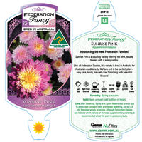 Argyranthemum Federation Fancy 'Sunrise Pink'