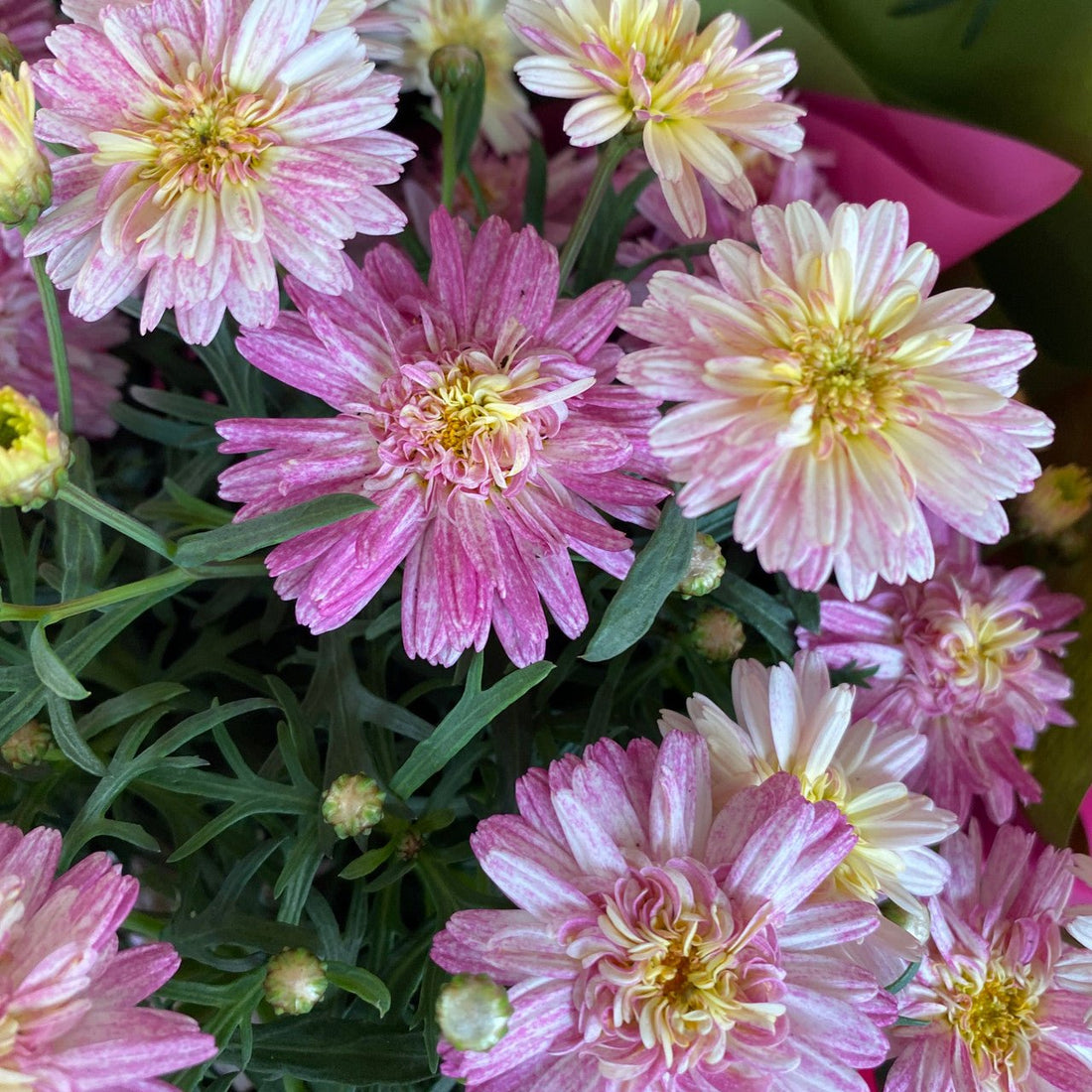 Argyranthemum Federation Fancy 'Sunrise Pink'