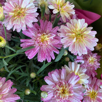Argyranthemum Federation Fancy 'Sunrise Pink'