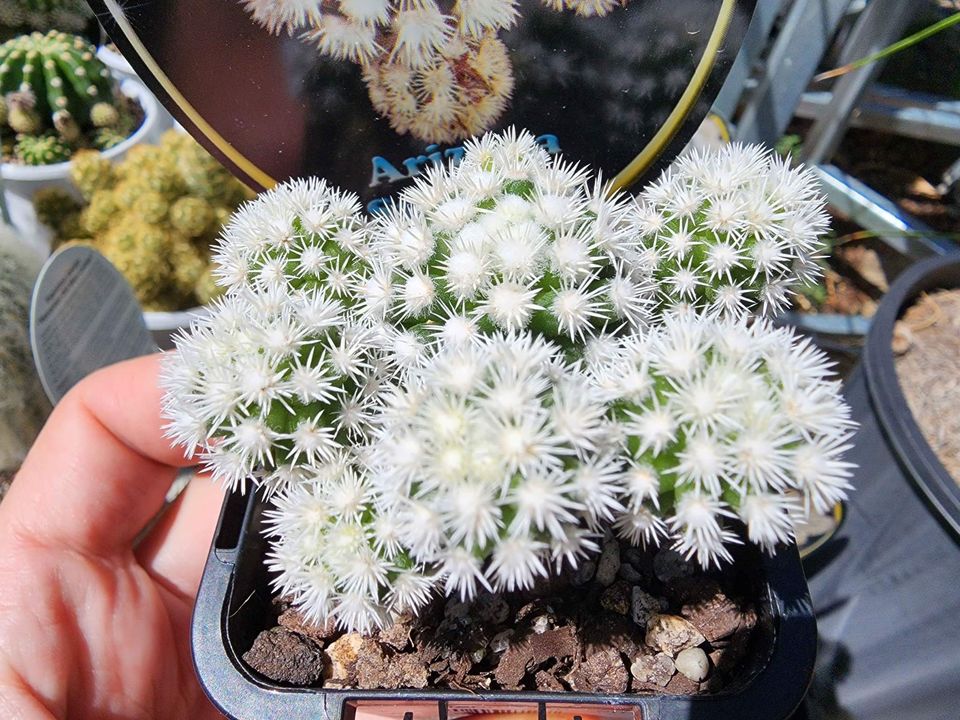 Arizona Snow Cap Cactus
