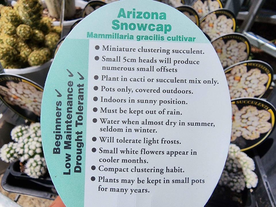 Arizona Snow Cap Cactus - Ladybird Nursery