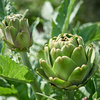 Artichoke 'Green' (Pickup Only) - Ladybird Nursery