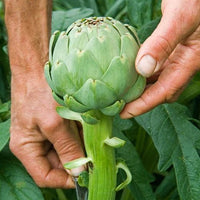 Artichoke 'Green' (Pickup Only) - Ladybird Nursery
