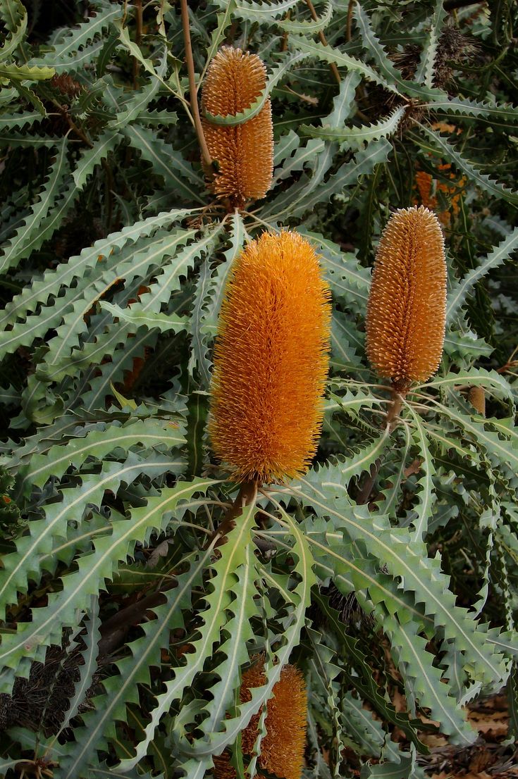 Stumpy Gold Banksia (Banksia spinulosa) - Ladybird Nursery