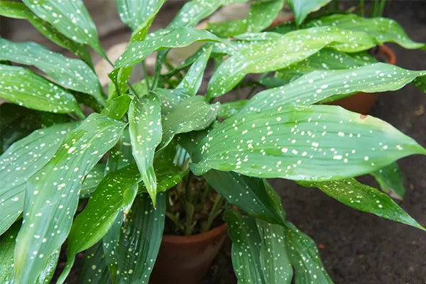 Cast Iron Plant 'Shooting Star' - Medium