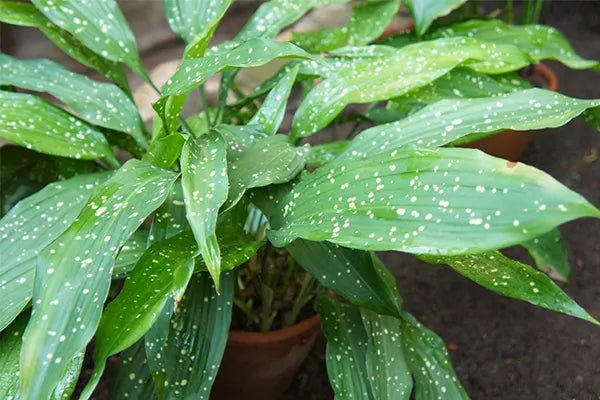 Cast Iron Plant 'Shooting Star' - Medium - Ladybird Nursery