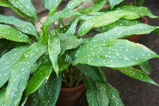 Cast Iron Plant 'Shooting Star' - Medium - Ladybird Nursery