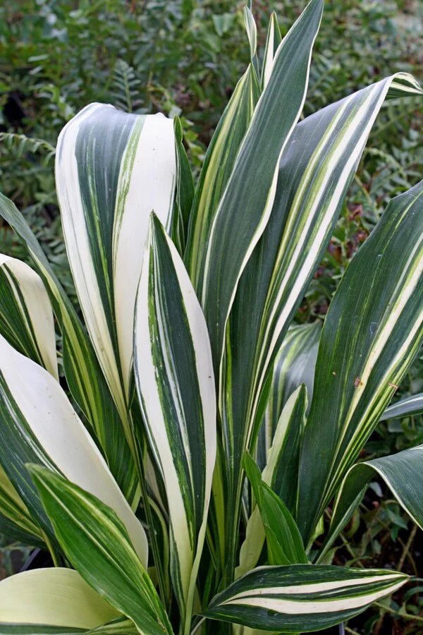 Variegated Cast Iron Plant Variegata (Aspidistra elatior) - Ladybird Nursery