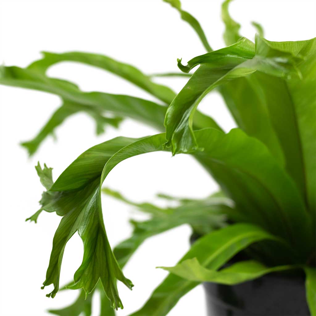 Crissie Bird's Nest Fern (Asplenium nidus)