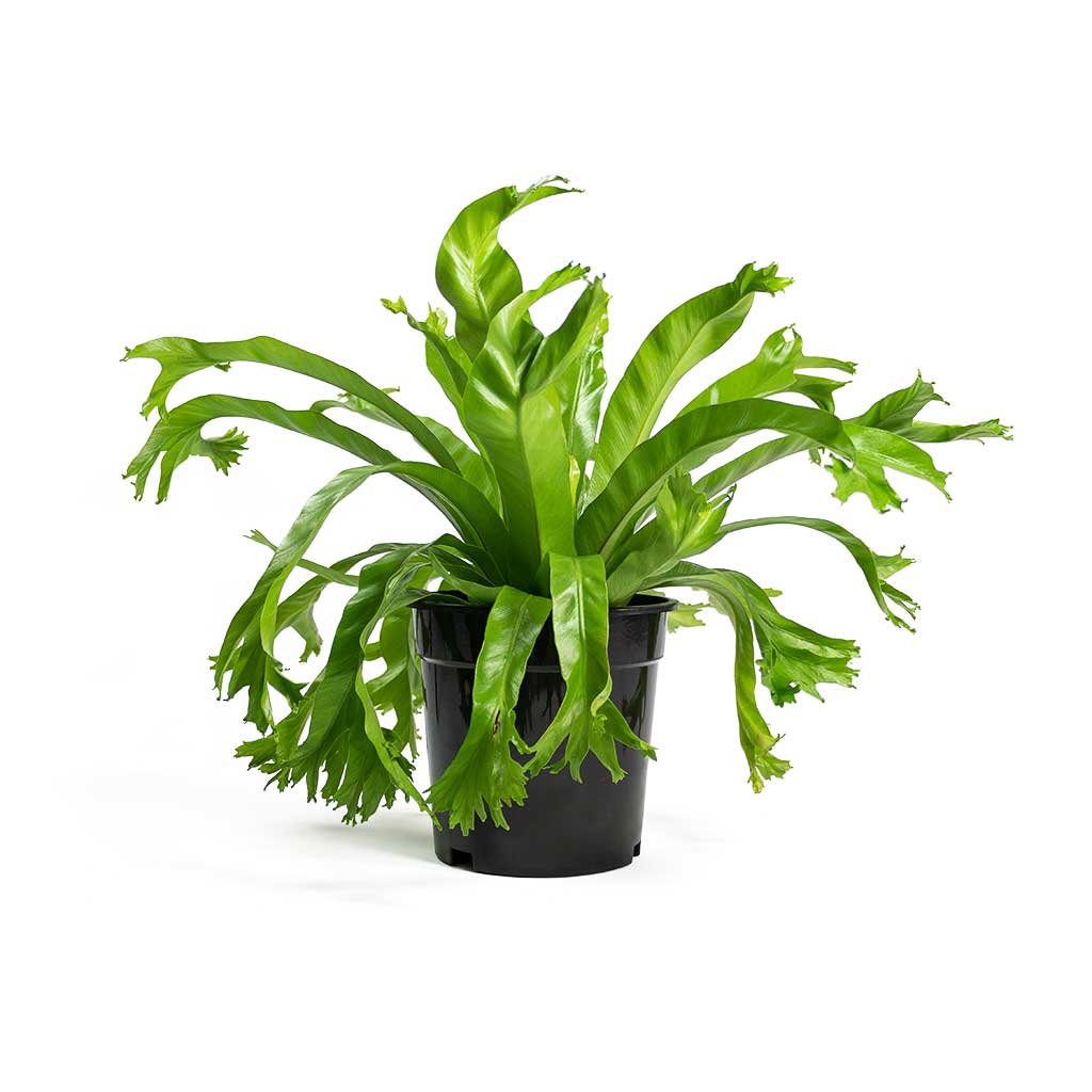 Crissie Bird's Nest Fern (Asplenium nidus)