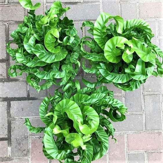 Asplenium Hurricane - Ladybird Nursery