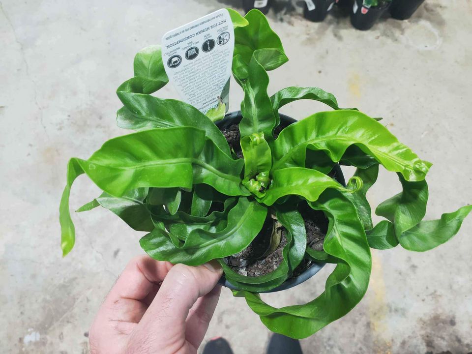 Asplenium Hurricane - Ladybird Nursery