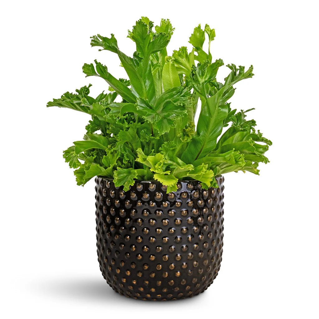 Crested Bird's Nest Fern (Asplenium nidus) - Ladybird Nursery