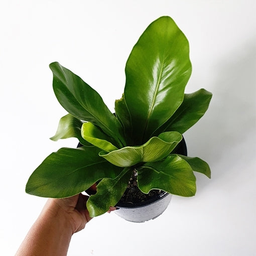 Bird's Nest Fern Norfolk Gem (Asplenium australasicum)