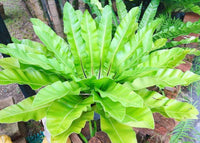 Hart's Tongue Fern Harts (Asplenium scolopendrium) - Ladybird Nursery