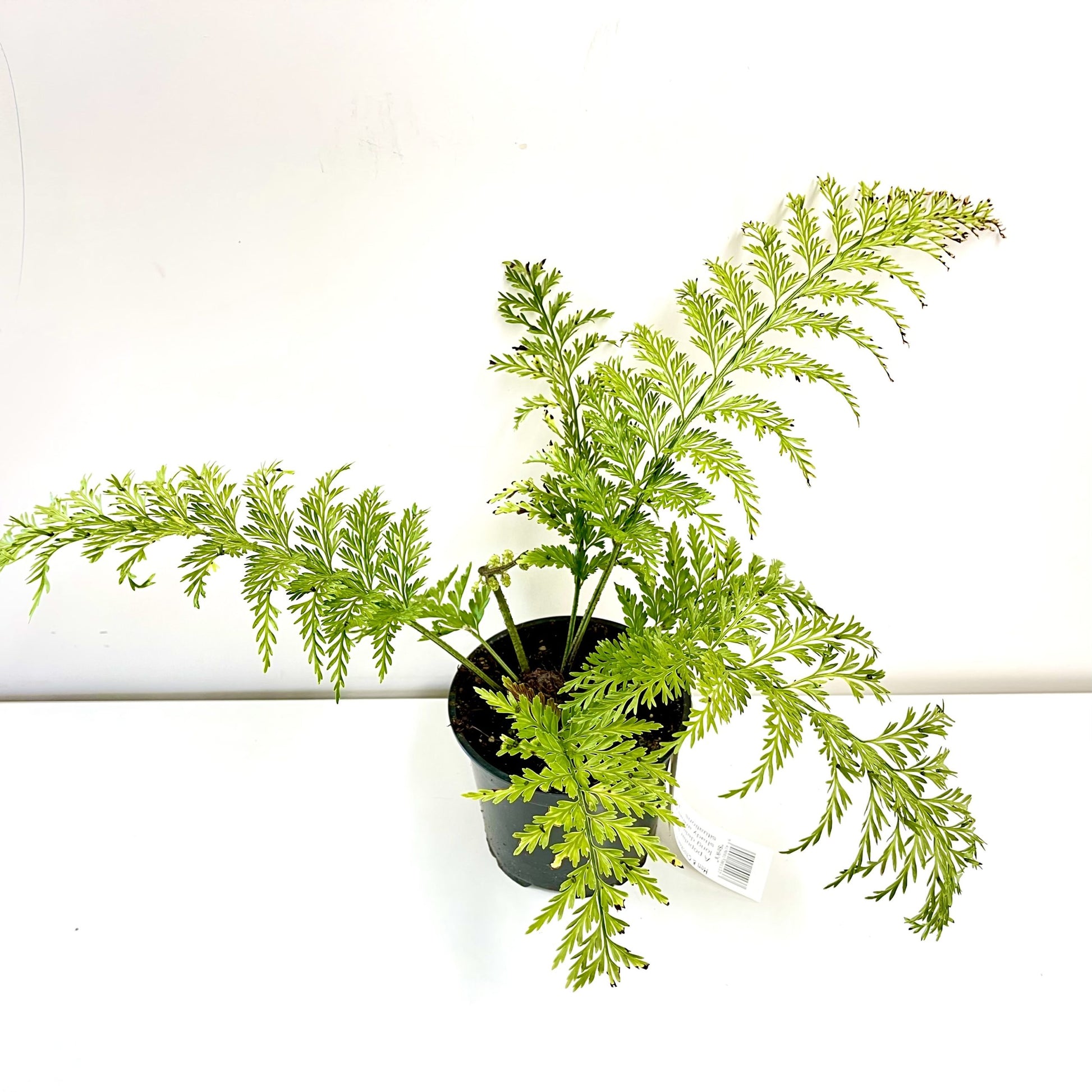 Hen and Chicken Fern (Asplenium bulbiferum)