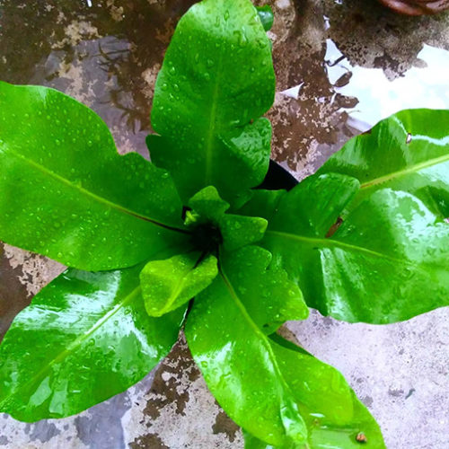 Bird's Nest Fern Norfolk Gem (Asplenium australasicum)