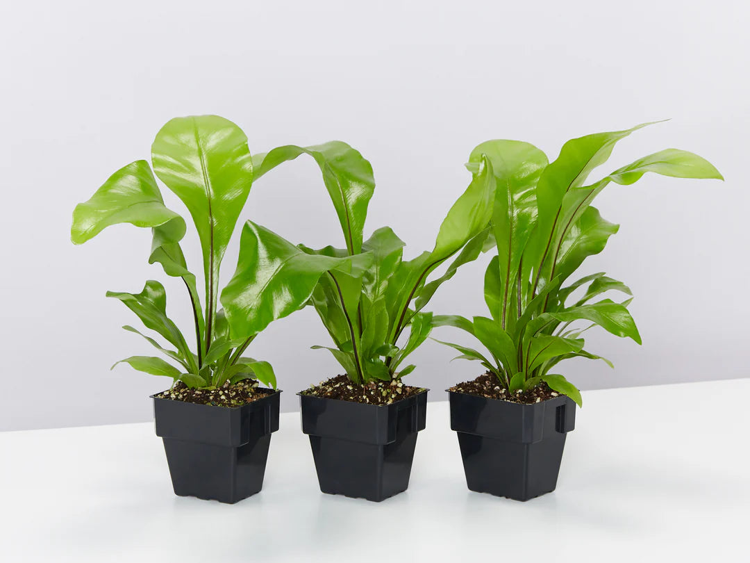 Bird's Nest Fern Avis (Asplenium nidus)