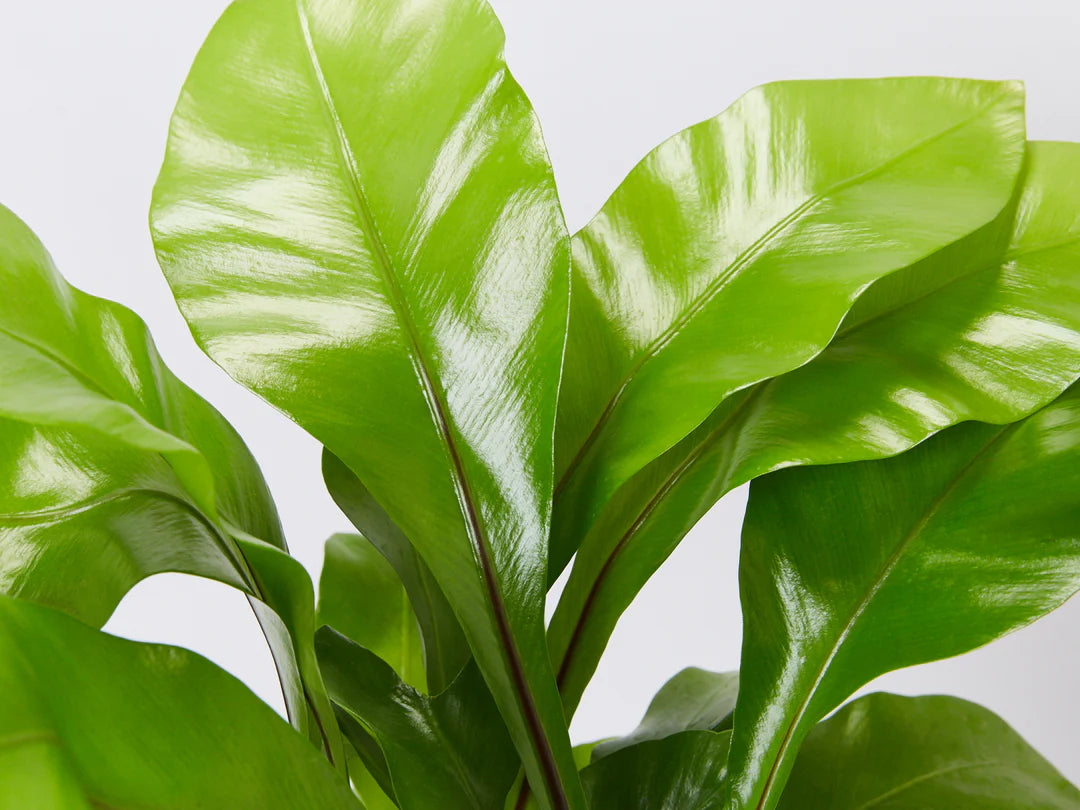 Bird's Nest Fern Avis (Asplenium nidus)