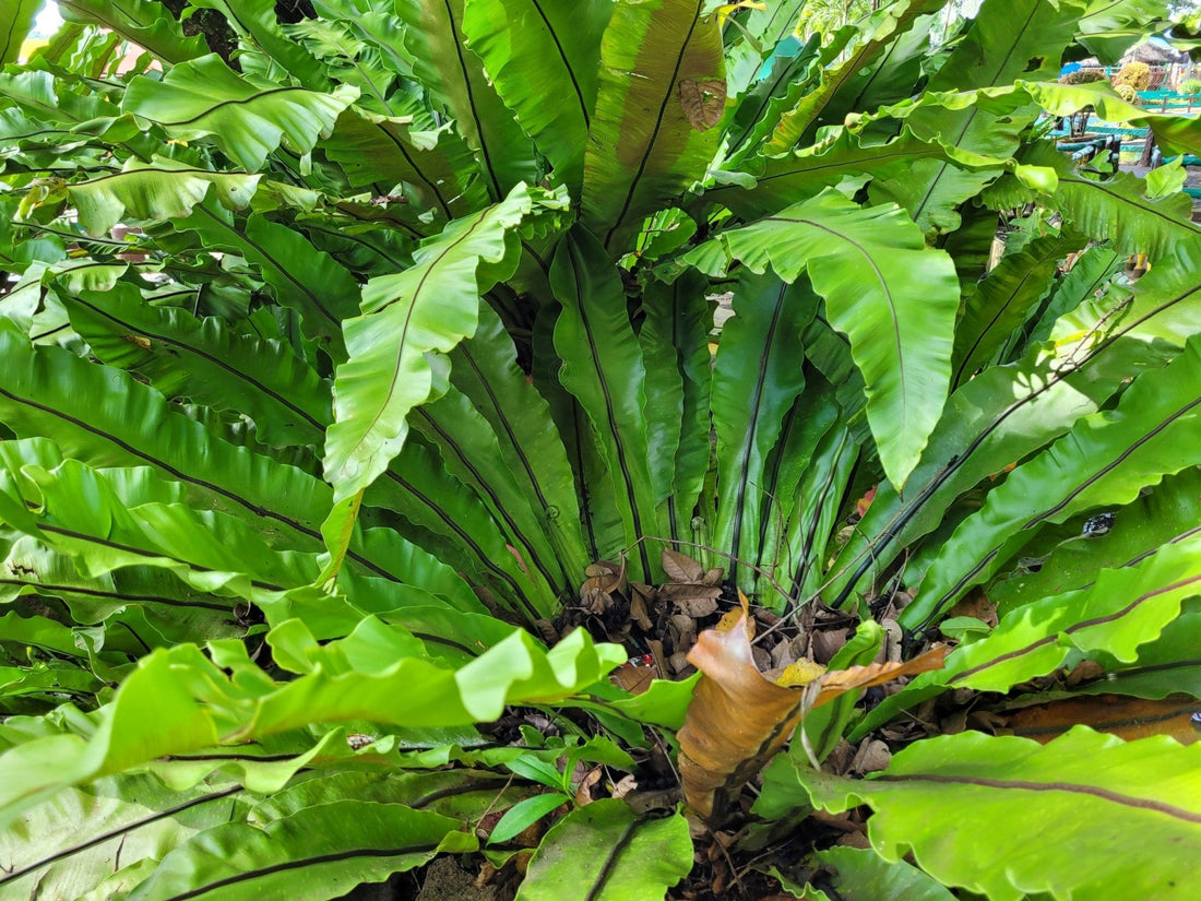 Bird's Nest Fern Avis (Asplenium nidus) - Ladybird Nursery