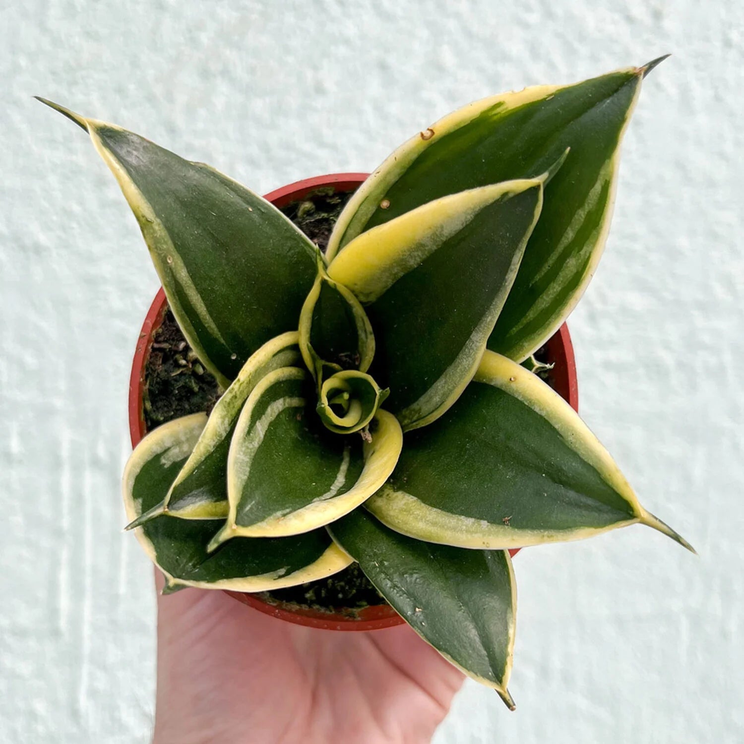 Assorted Snake Plant (Sansevieria spp.) - Ladybird Nursery