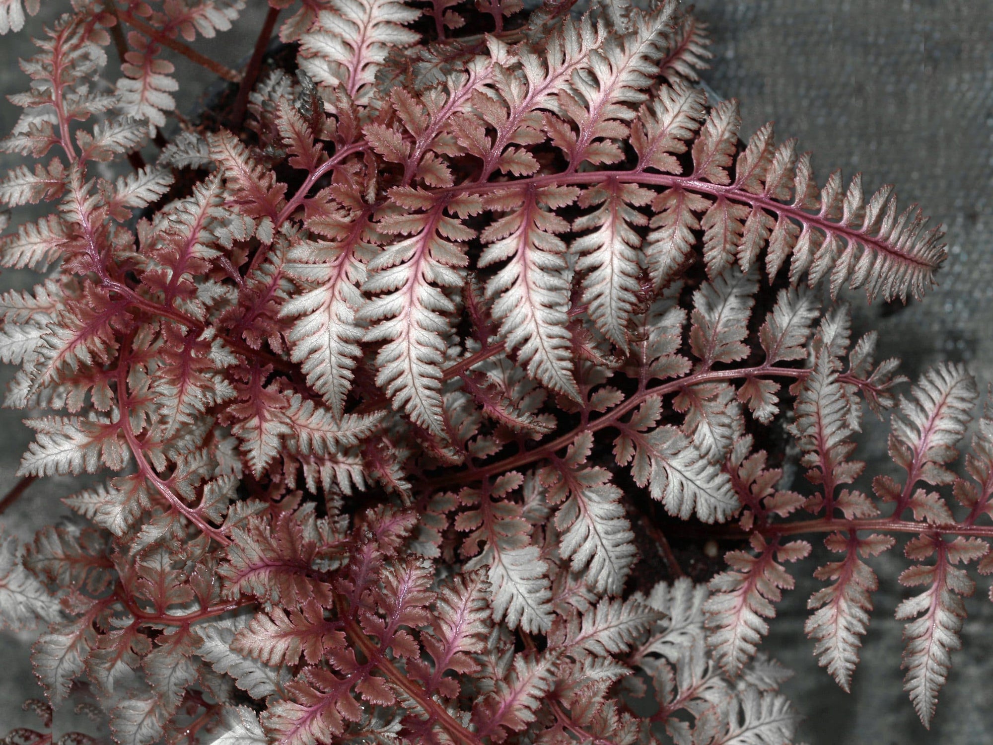 Burgundy Lace Fern var. pictum (Athyrium niponicum) - Ladybird Nursery