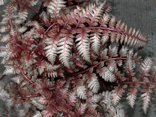 Burgundy Lace Fern var. pictum (Athyrium niponicum)