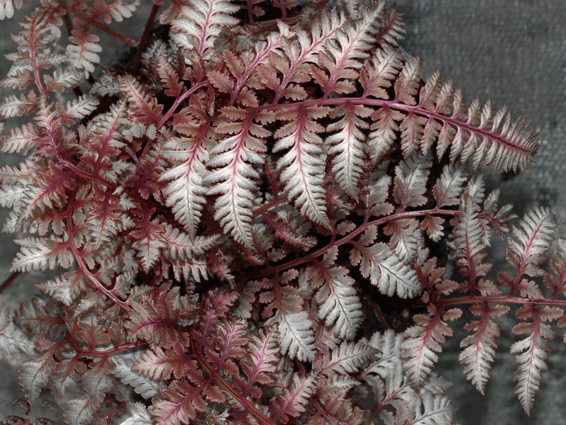 Burgundy Lace Fern var. pictum (Athyrium niponicum)