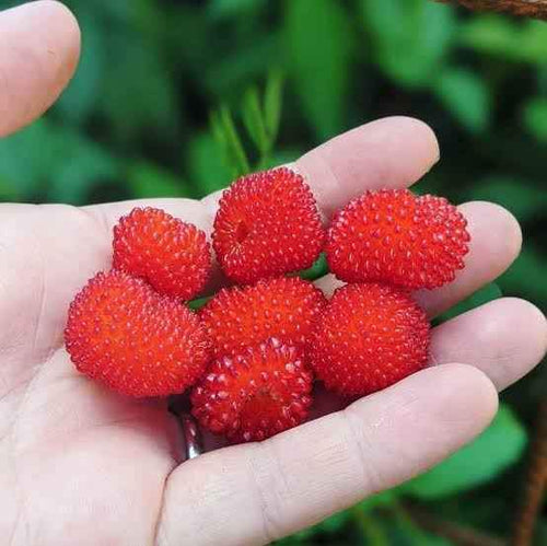 Atherton Raspberry (Rubus probus) - Ladybird Nursery