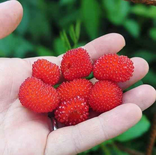 Atherton Raspberry (Rubus probus)