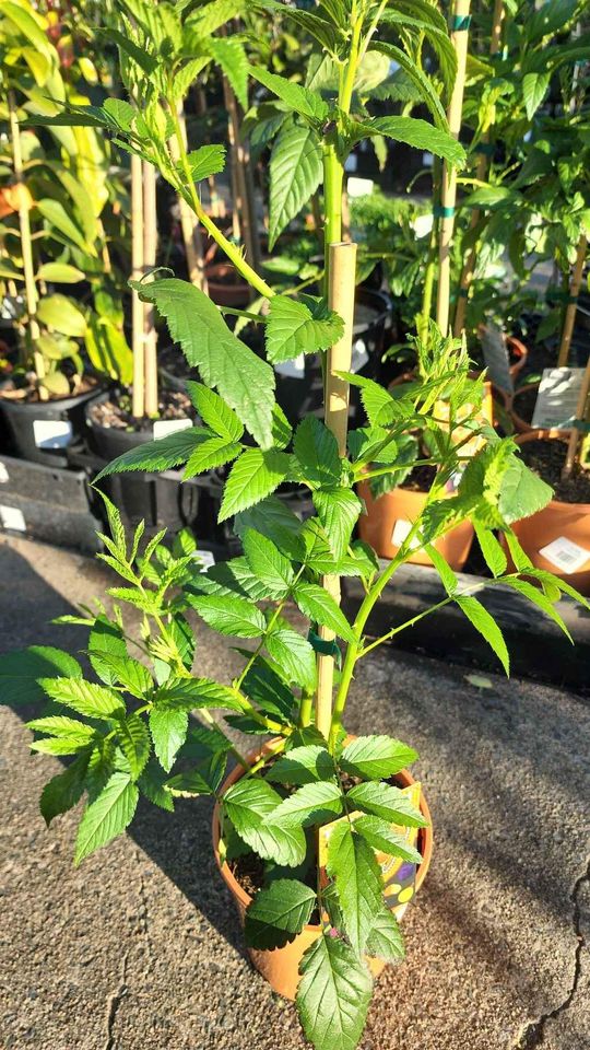 Atherton Raspberry (Rubus probus) - Ladybird Nursery