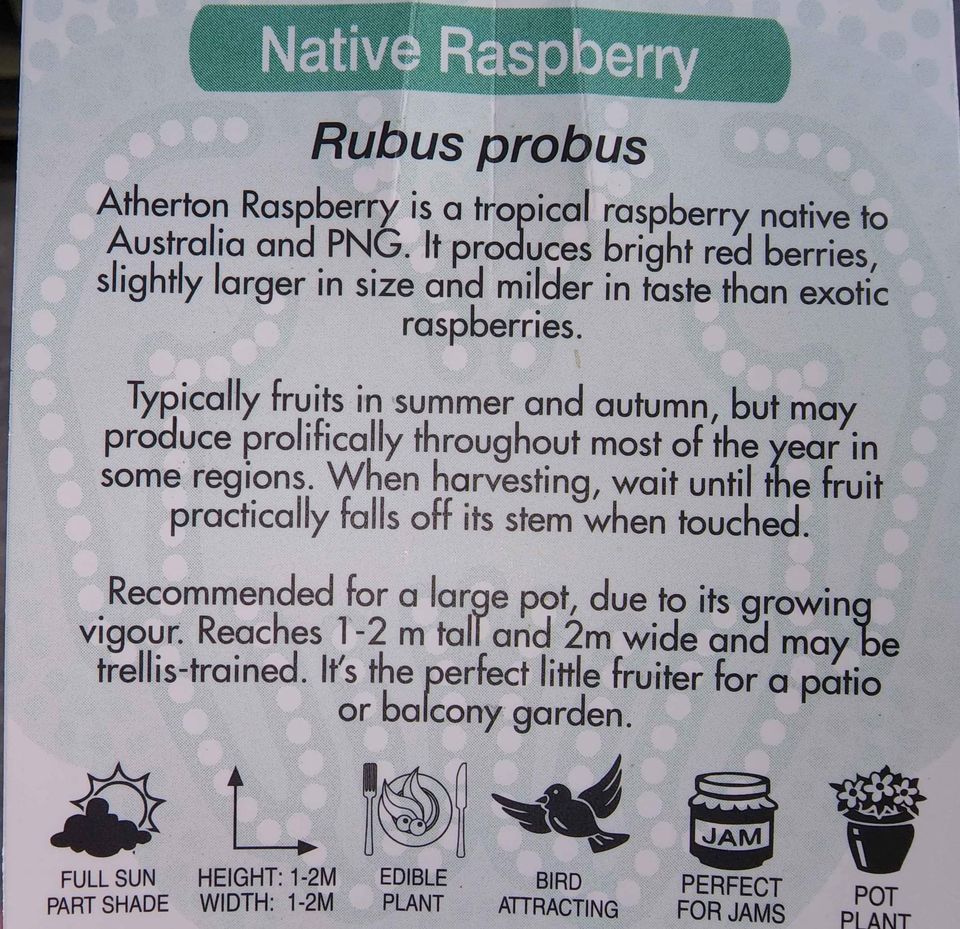 Raspberry Atherton (Rubus probus) Fruit Bush – Buy Now! – Ladybird Nursery