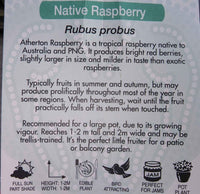 Atherton Raspberry (Rubus probus)