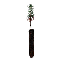 Atlas Cedar Seedling (Cedrus atlantica)