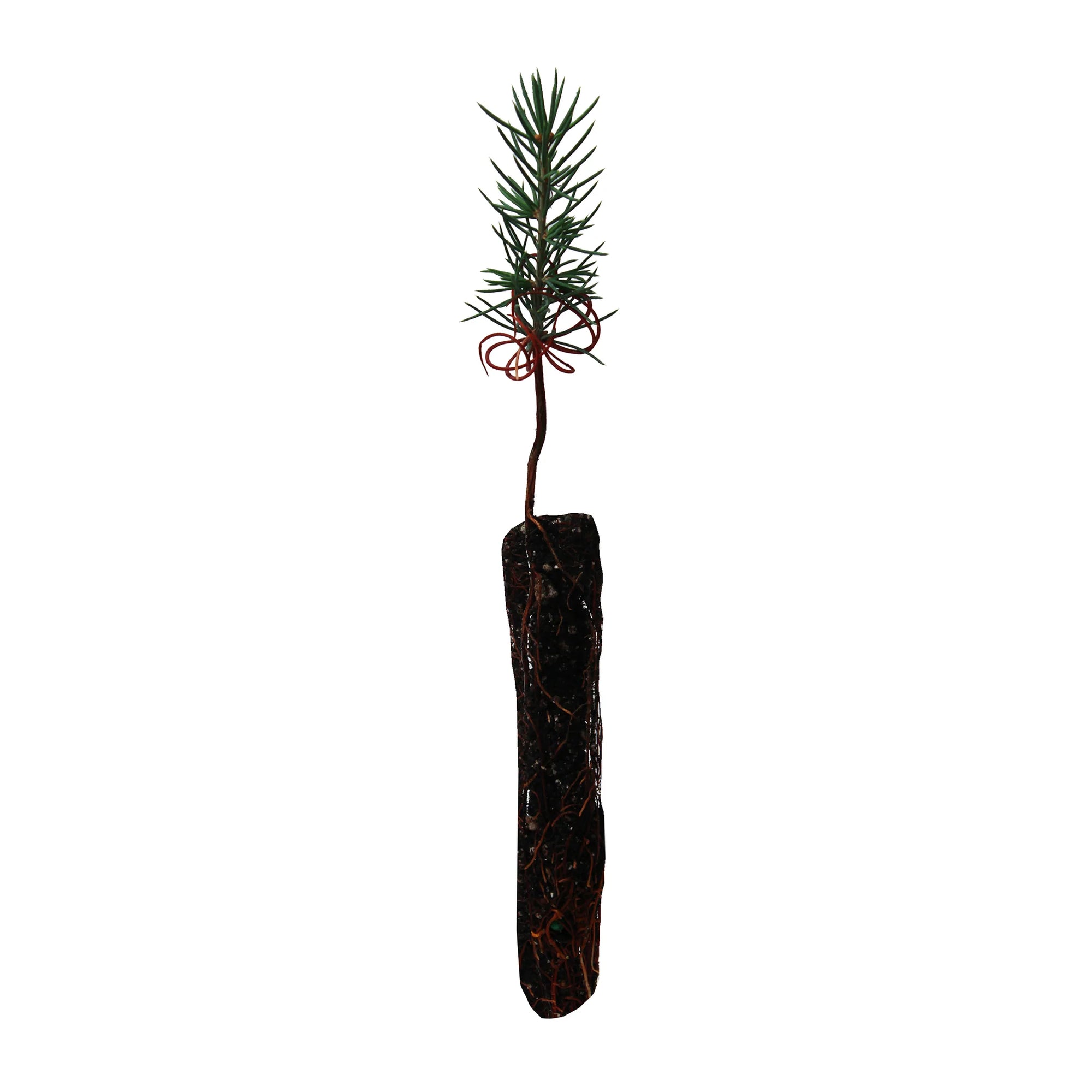 Atlas Cedar Seedling (Cedrus atlantica) - Ladybird Nursery