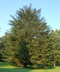Blue Cedar glauca (Cedrus atlantica) - Ladybird Nursery