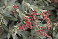 Coastal Saltbush (Atriplex cinerea)