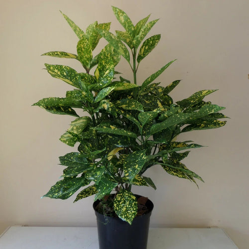 Variegated Japanese Laurel Variegata Gold Dust Plant (Aucuba japonica) - Ladybird Nursery