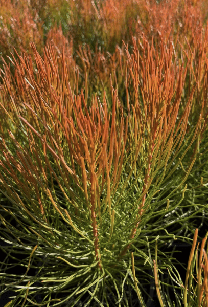 (Aulax cancellata) 'Bronze Haze' - Ladybird Nursery