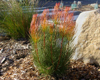 Aulax cancellata 'Bronze Haze' - Ladybird Nursery